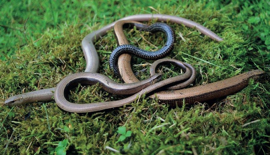 5 maniÃ¨res de tuer un serpent qui vous empÃªche de profiter de votre jardin.
