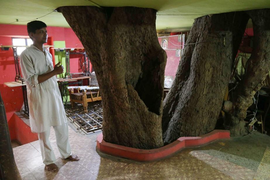  Un arbre centré autour d’une maison en Inde.