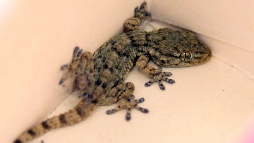 CommunÃ©ment appelÃ©s salamandres, voici comment Ã©loigner les geckos de nos maisons