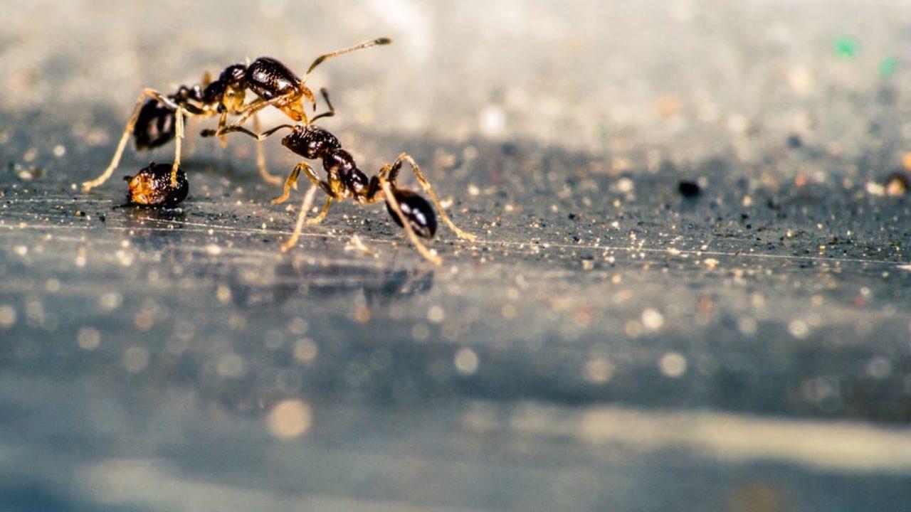 Comment rÃ©duire la prÃ©sence des fourmis ?