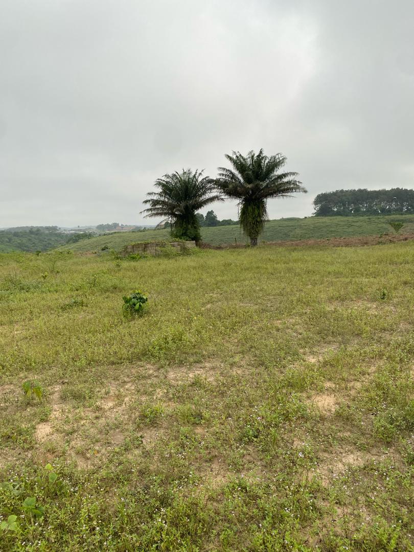 Vente d'un Terrain : Abidjan-Cocody-Angré (4 croix)